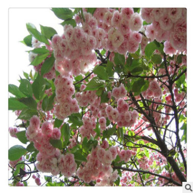 批发优质大樱花苗多少钱一棵 樱花苗品质优良