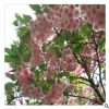 批发优质大樱花苗多少钱一棵 樱花苗品质优良