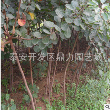 鼎力园艺场 常年销售绿化苗木 黄栌树苗 黄枦 价格低廉