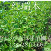 红瑞木小苗