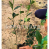 绿化苗木大叶橘子花 基地供应批发 精选大叶橘子花园林植物
