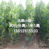 法桐小苗