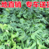 龟背竹盆栽 花卉龟背竹批发 室内盆栽花卉 小发财树龟背竹批发