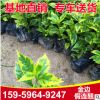 金边假连翘 场地供应金边假连翘 精选品质供应 金边假连翘供应