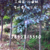 紫叶李
