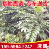 麻楝绿化苗木批发 精选马楝树苗 基地供应工程植物苗