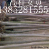 大叶女贞