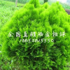 洒金柏
