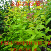 绣线菊