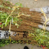 紫薇小苗