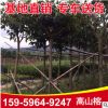 绿化苗木高山榕 基地供应精选风景树高山榕 建筑工程苗木
