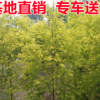 漳浦黄金宝树苗 精选园林绿化苗木基地供应 各种苗木批发
