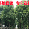 香樟树苗 20-30公分香樟树苗木 规格齐全 多头樟树 园林绿化苗木