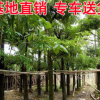 大量盆架子 基地供应糖胶树 绿化苗木 工程绿化树糖胶树