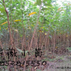 紫薇