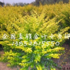 金叶女贞球