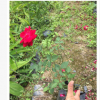 月季花苗批发 量大优惠月季花苗木 多品种月季花