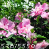 木槿