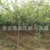 苗圃直销红嘎啦苹果树 红富士苹果树 规格齐全 量大从优