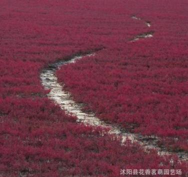 供应碱蓬草种子 翅碱蓬 黄须菜 盐碱地滩涂植物 秋冬可以变红