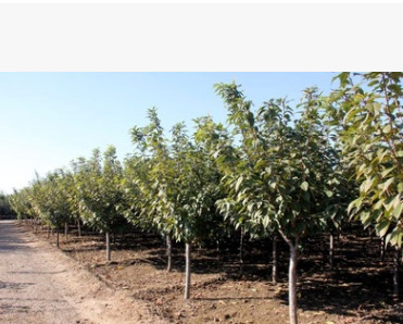 江苏供应乔灌木嫁接红樱花白樱花花地劲批发供应图3