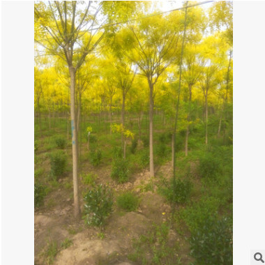 江苏金叶槐价格低基地直销金叶槐 金枝槐最新报价沭阳春景园林图2