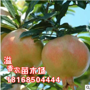 批发石榴树苗 水晶铁皮红如意巨籽蜜黑皮无籽突尼斯软籽墨 石榴苗图1