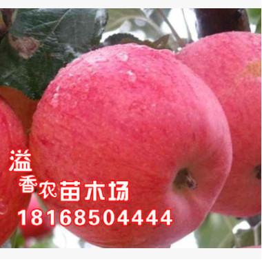 盆栽地载果树苗 嫁接苹果树苗 白水苹果苗 南方北方种植 当年结果图1