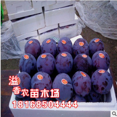 美国黑李苗黑布林李子苗黑布朗李黑布林树苗布林李苗图2