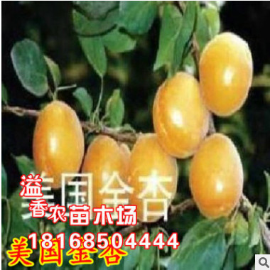 批发早熟杏树小苗 嫁接美国金杏 南北方种植当年结果凯特包邮种子图3