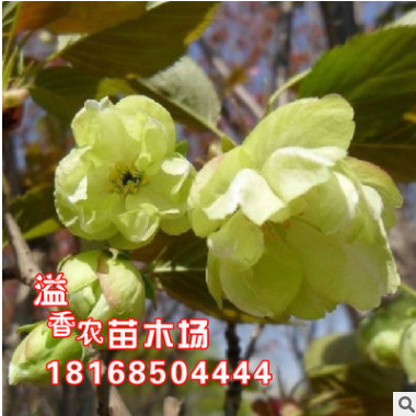 庭院盆栽地栽植物花卉 重瓣樱花树 须磨浦普贤象樱花苗 当年开花图3