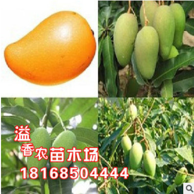 正宗嫁接芒果苗水果树苗台农1号 苹果芒 澳芒 金辉煌芒庭院树图1