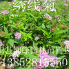 绣线菊