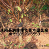 榆叶梅