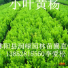 小叶黄杨小苗