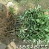 大叶黄杨小苗