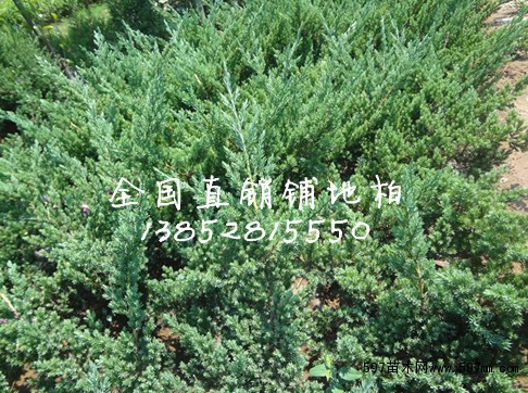 各种榕树批发 盆景 树桩 绿化规格树 大型榕树5cm-150cm