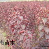 红梅小苗