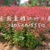 红叶小檗