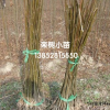 栾树小苗