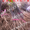白玉兰小苗