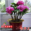 牡丹花苗 菏泽大苗 洛阳红 室内盆栽 四季花卉植物 庭院阳台绿植