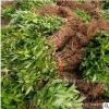 基地批发连翘小苗 灌木多生 黄老虎苗 绿化苗木 种植苗开花植物