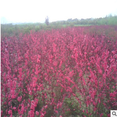 绚丽海棠苗树姿优美规格齐全海棠苗工程园林绿化树现挖现卖海棠苗