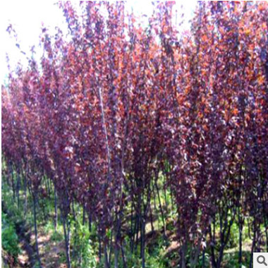 红紫叶李  园林绿化紫叶李树全国供应根系发达耐寒耐旱紫叶李