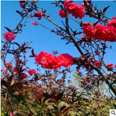 西府海棠树苗规格齐全花色绚丽海棠树苗全国供应耐寒耐旱海棠树苗