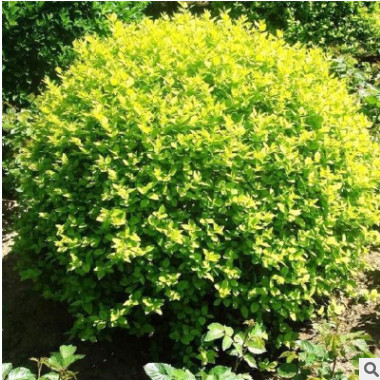 女贞树规格齐全现挖现卖女贞树苗可供南北方种植根系发达女贞树