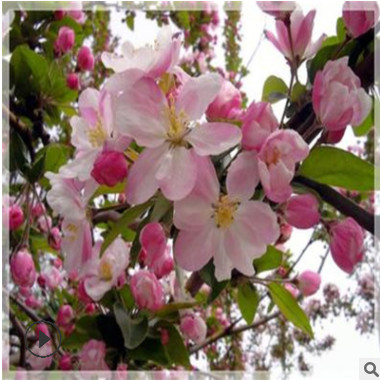 西府海棠树苗量大优惠基地直销海棠树苗成活率高全国供应海棠树苗