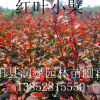 红叶小檗