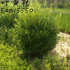 小叶黄杨球